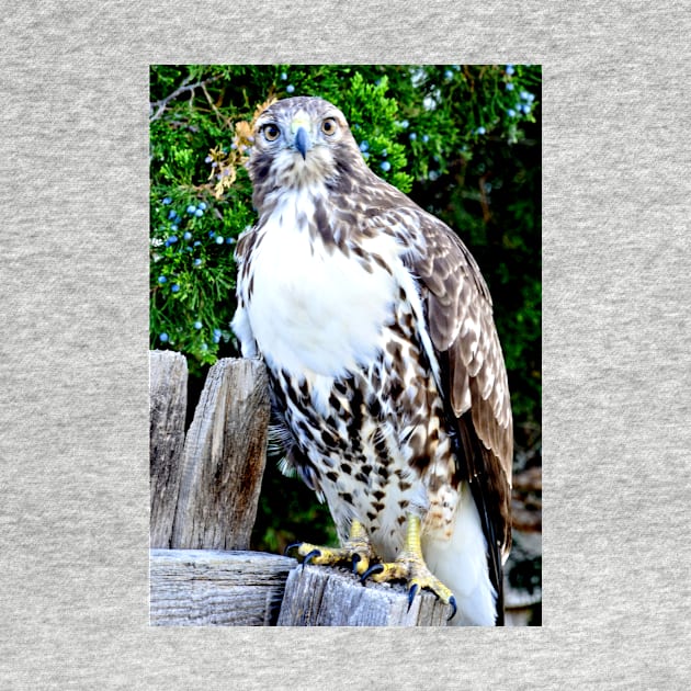 Red Tailed Hawk by Scubagirlamy